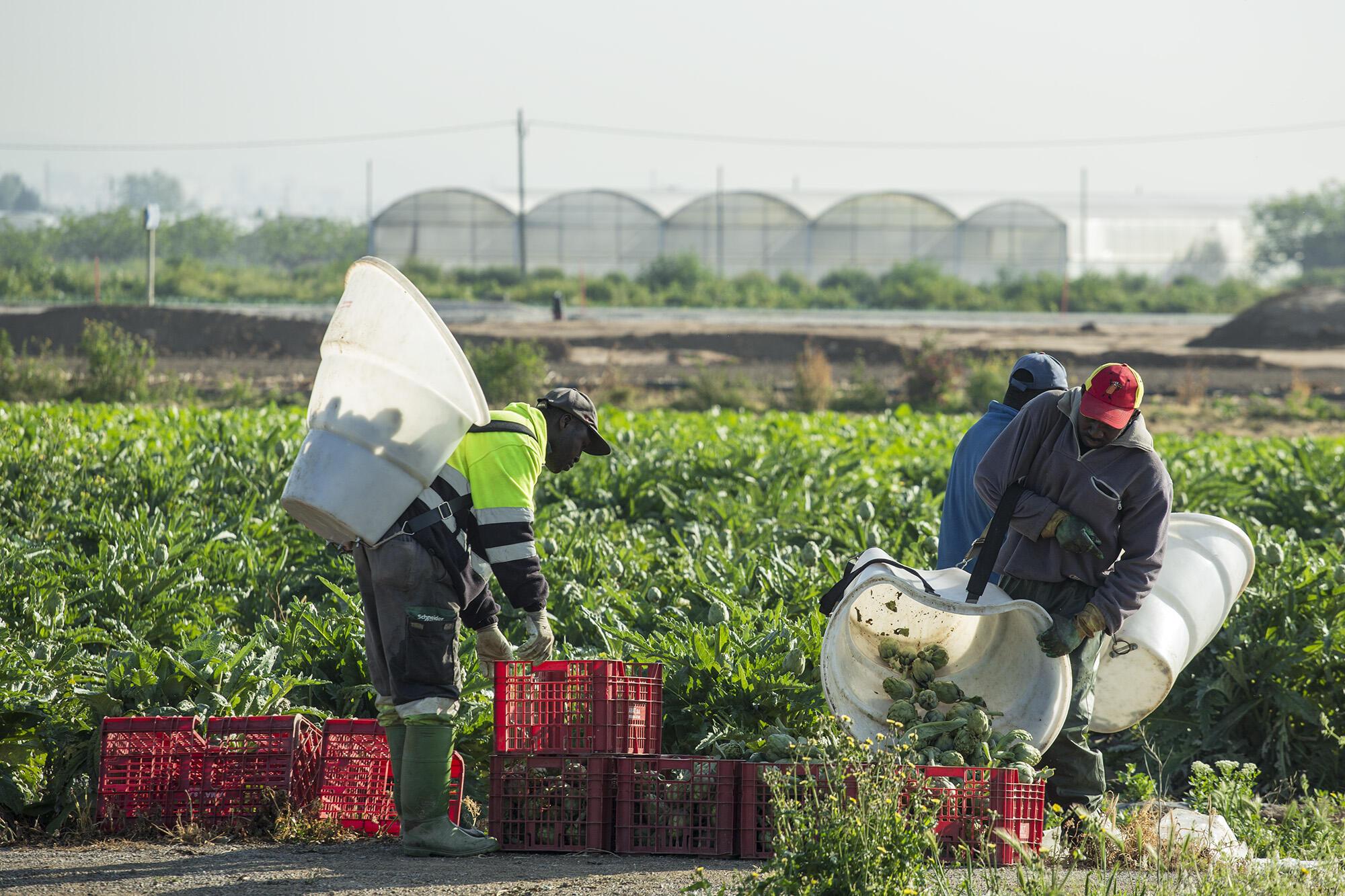 Imatge persones migrades treballant a l'agricultura