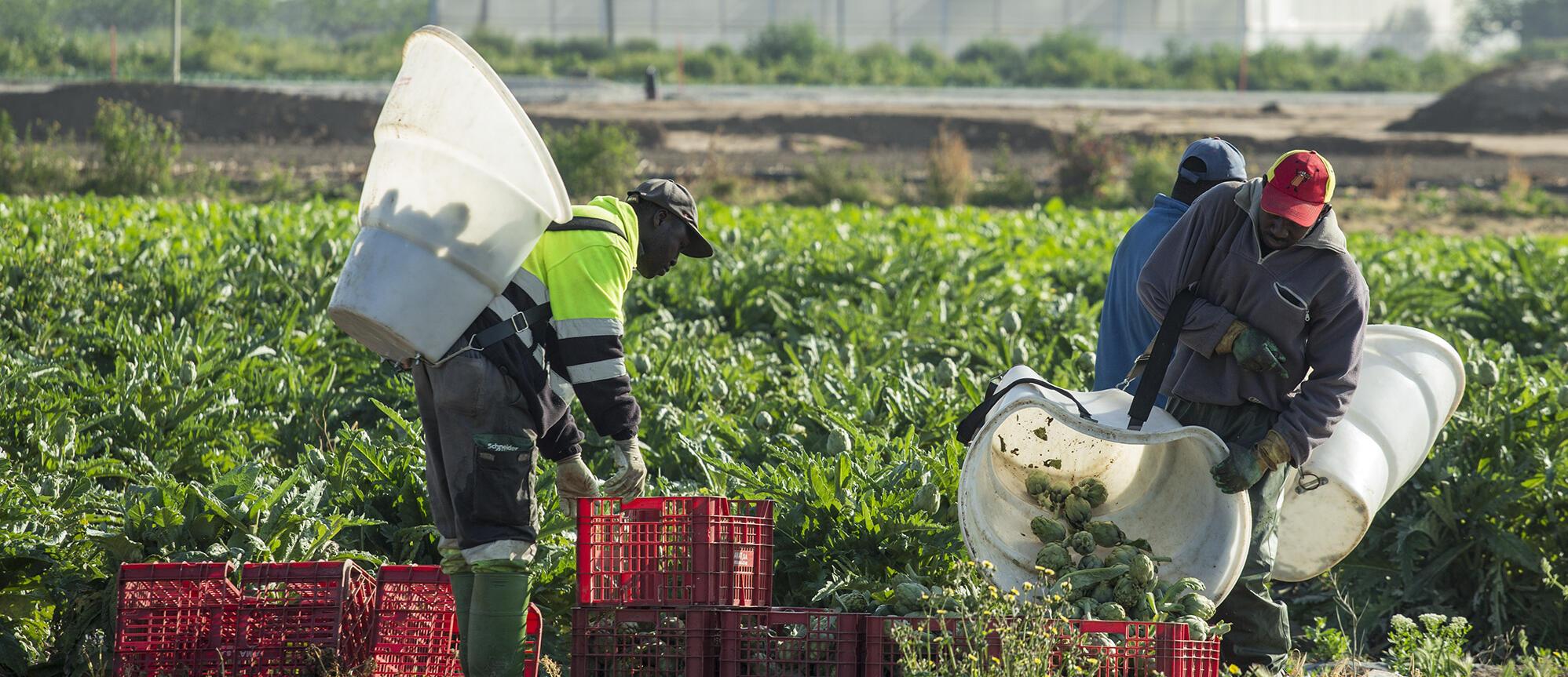 Imatge persones migrades treballant a l'agricultura